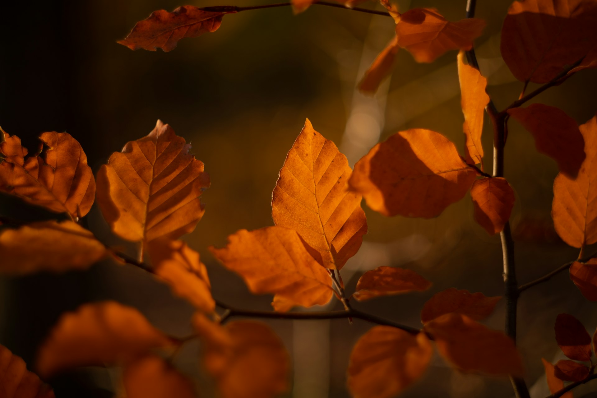 a group of leaves